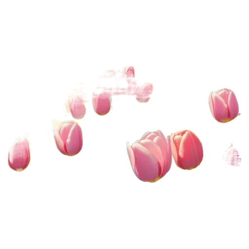 A closeup of a bunch of pink roses.
