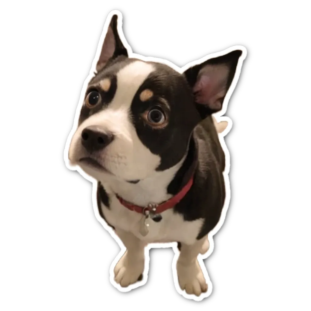 A black and white dog looking up with its eyes wide open.