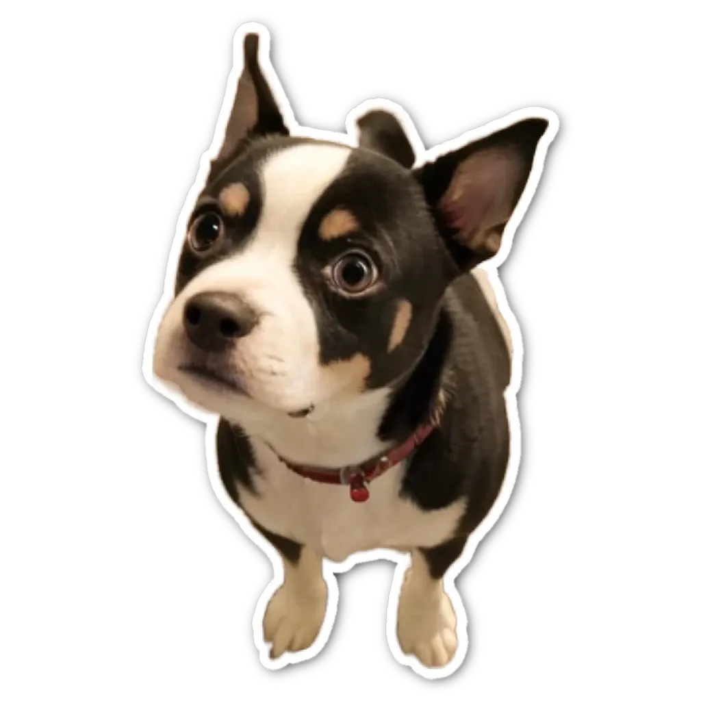 A black and white dog looking up with wide eyes.